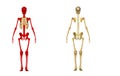 Skeleton back Royalty Free Stock Photo